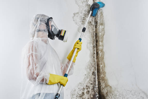 Best Attic Mold Remediation in Corning, NY