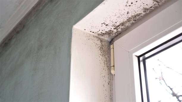 Best Post-Flood Mold Remediation in Corning, NY