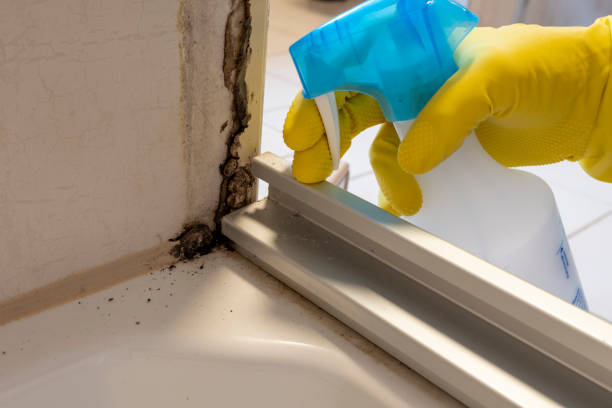 Best Emergency Mold Remediation in Corning, NY