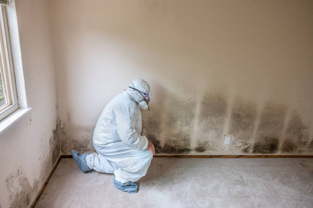 Best Crawl Space Mold Remediation in Corning, NY