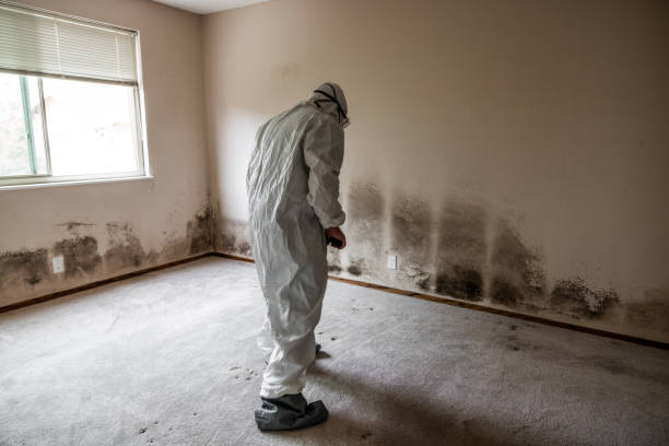Best Mold Remediation for Specific Building Types in Corning, NY