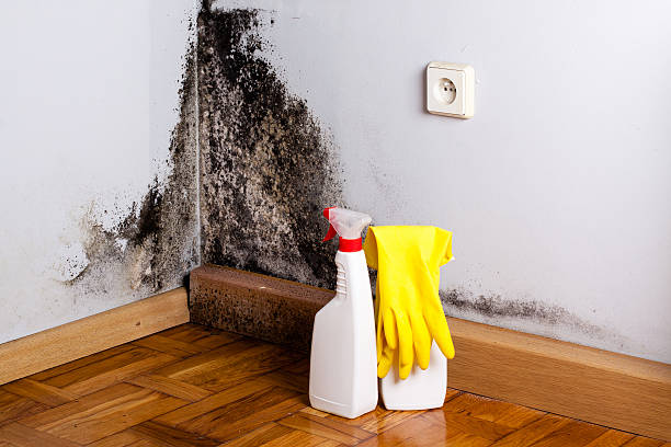 Best Mold Testing and Inspection Services in Corning, NY