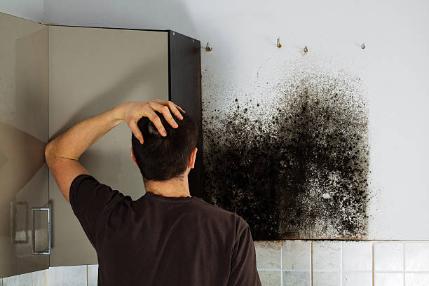 Best Kitchen Mold Remediation in Corning, NY