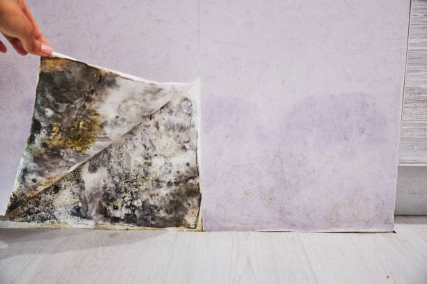 Best Black Mold Remediation in Corning, NY